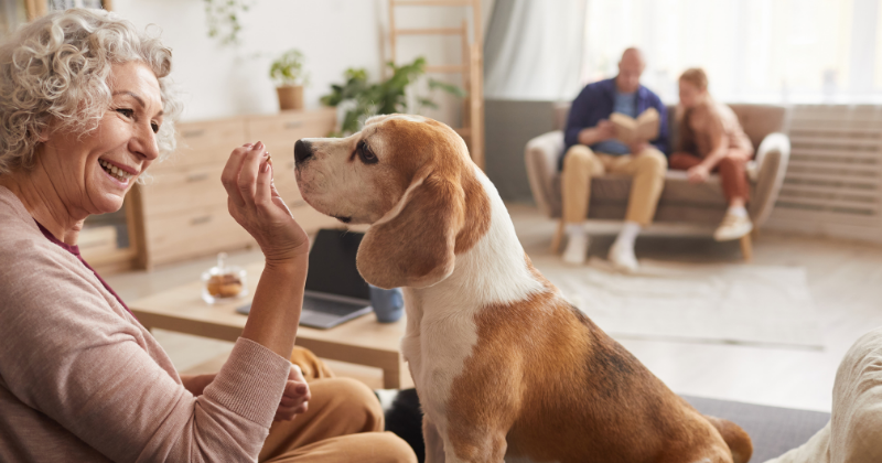 Pet and Older Owner: Pet Trust